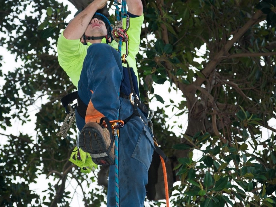 Qualified arborist working in a mature tree during an Enviro Trees UK survey in Northamptonshire