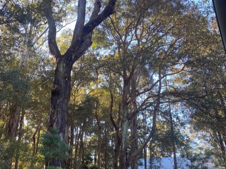 Mature trees in Northamptonshire parkland with a property visible in the background